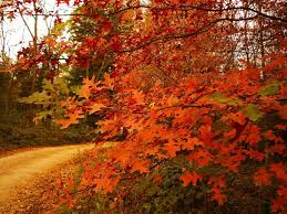 Para las que vivimos en el cono sur, está empezando el otoño y con ello toda una nueva gama de colores y posibilidades divertidas para nuestro guardarropa. Por Que Este Ano El Otono Se Adelanta Un Dia