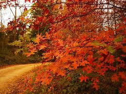 Para las que vivimos en el cono sur, está empezando el otoño y con ello toda una nueva gama de colores y posibilidades divertidas para nuestro guardarropa. Por Que Este Ano El Otono Se Adelanta Un Dia