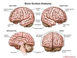 Human brain has the same overall construction and anatomy as other mammalian brains, but it has a more developed cerebral cortex. Anatomy Mri Of The Human Brain Brain Anatomy And Function Brain Anatomy Human Brain