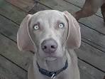 Weimaraner Puppies For Sale | Greenfield Puppies