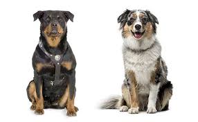 It results from a mixing of breeds of a purebred german shepherd dog with a purebred rottweiler. All About The Australian Shepherd Rottweiler Mix Aussie Rottie