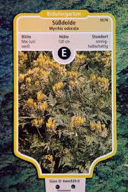 Sussdolde Myrrhis Odorata Gunstig Online Kaufen Pflanzen Naturnaher Garten Pflanzen Bestellen