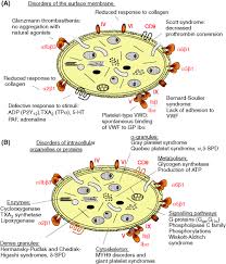 Image result for Platelet Dysfunction