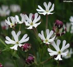 Great savings free delivery / collection on many items. Zaluzianskya Capensis Midnight Candy Night Phlox Fragrant Flowers Flowers Moon Garden