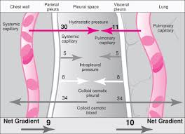 We did not find results for: Thoracentesis Obgyn Key