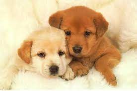 In a second there'll be the biggest mistake of this dog. Adorable Puppies Cute Dog Pictures Cute Puppy Pictures Cute Dogs
