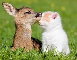 Pictures Of Cute Baby Animals Cute Animal Pictures With Quotes Cute Animal Pictures To Draw Funny Baby Animals Animals Friends Animals Friendship Cute Animals