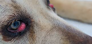Maybe you would like to learn more about one of these? Cherry Eye In Dogs Does Your Bulldog Have Cherry Eye My Family Vets