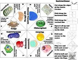 We did not find results for: The Cell Organelles Activity Foldable Scoot Unit Review Game Cell Organelles Organelles Cell Organelles Activities