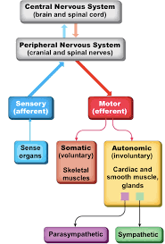 Nervous System Structure Ms Gallagher S Classroom