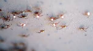 If a black widow is found in the home, there are most likely more. Black Widow Hatchlings Growing With Science Blog