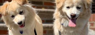 Jaspy, an owner surrender, recently went to his new forever home after spending a short time with a pknyc rock star foster. Foster A Dog Nyc Save Dogs From Dog Meat Trades Nyc