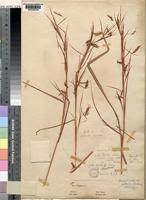 Image result for Hyparrhenia poecilotricha