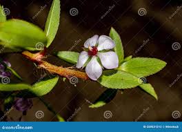 Image result for Sauvagesia erecta