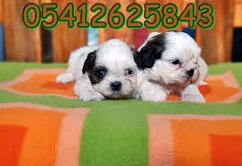 Shih Yavru Fiyati Shih Tzu