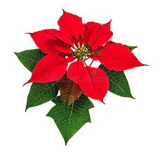 Poinsettia Flower Christmas Red Poinsettia Flower Isolated On White Background Ad Christmas R Poinsettia Flower Beautiful Flower Drawings Flower Photos