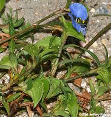 Image result for Commelina capitata