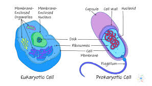 Prokaryotic Vs Eukaryotic Cells Similarities Differences