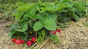 Ich stecke löcher im wasser. Erdbeeren Fur Ungeduldige Schweizer Garten