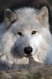 pin von annick segura auf loups wolf hunde arktischer wolf tiere wild