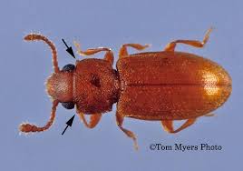 The foreign grain beetle (ahasverus advena) is a species of beetle in the family silvanidae. Powderpost Beetles Entomology