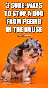 How To Stop A Dog From Peeing In The House Dogs Peeing In House Dog Pee Dog Potty
