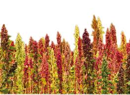 SuperFood : Quinoa Seed – Suntat