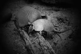 Maybe you would like to learn more about one of these? How To Get Rid Of Armadillos Keep Them Away Neverpest