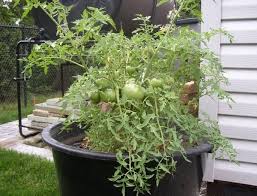 Check spelling or type a new query. Silvery Fir Tree Tomato Plant Cromalinsupport