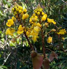 Image result for Acridocarpus natalitius