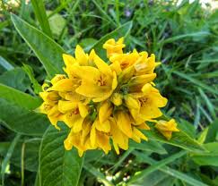 Image result for Primulaceae