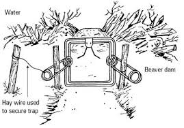 body grip trap fleming traps