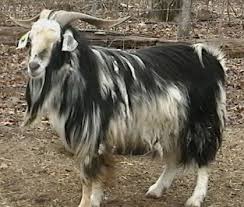 Explore 70 listings for pygmy goats for sale uk at best prices. Cashmere Goat Goats Yarn Animals Goat Farming
