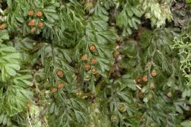 Image result for Hymenophyllaceae