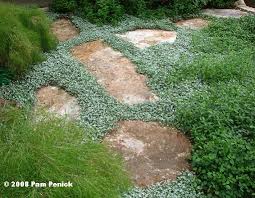 Dichondra micrantha used as a turf alternative. More From Gardens On Tour 2008 Digging