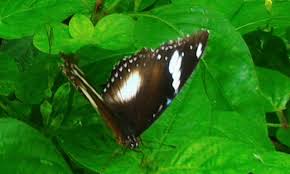 These sentences come from external sources and may not be accurate. Beautiful Butterfly Photography In The Wild English Indonesian Steemit