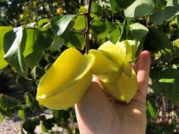 We did not find results for: Star Fruit Is Native To Asia But Can Grow In Florida