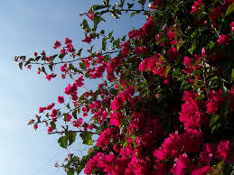 It flowers form seeds that drop to the ground, making more vines that do the same thing. Pin On Landscaping Ideas