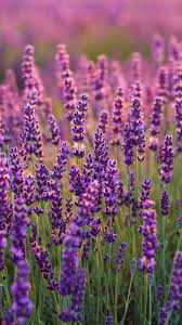 720x1280 Lavenders Lavender Farm Plants Wallpaper Plant Wallpaper Flowers Photography Purple Flowers Wallpaper
