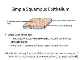 404 Not Found Basement Membrane Squamous Cells And Tissues