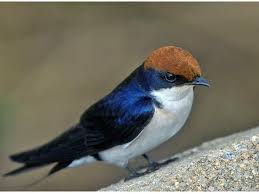 Birds That Make Mud Nests Under Bridges Wire Tailed Swallow Hirundo Smithii By Arno Louise