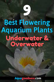 Maybe you would like to learn more about one of these? 9 Best Flowering Aquarium Plants Underwater And Overwater Planted Aquarium Fish Tank Plants Aquarium