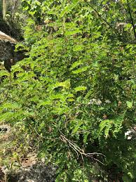 Image result for Indigofera lyallii