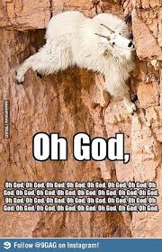 What Should I Do Next Animal Captions Funny Animals Animals