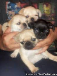 These pug puppies located in west virginia come from different cities, including, belington. Pug Puppies For Sale In Roanoke Virginia Classified Americanlisted Com