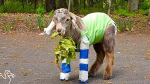 Baby Goat With Crooked Legs Finds People Who Help Him Grow Up Strong Youtube