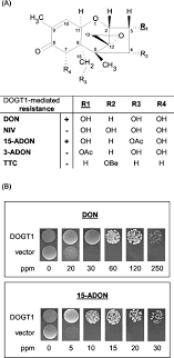 Jun 11, 2021 · images were taken before and immediately after bleaching. Detoxification Of The Fusarium Mycotoxin Deoxynivalenol By A Udp Glucosyltransferase From Arabidopsis Thaliana Journal Of Biological Chemistry
