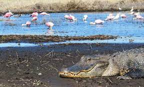 Myakka river state park was developed in 1934 by the civilian conservation corps and is one of florida's oldest parks. Myakka River State Park 10 Reasons To Visit A Fabulous Wild Place