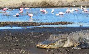 Myakka river state park was developed in 1934 by the civilian conservation corps and is one of florida's oldest parks. Myakka River State Park 10 Reasons To Visit A Fabulous Wild Place