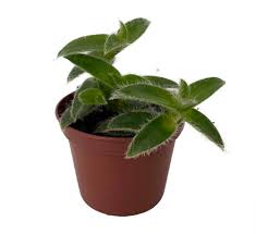 Image result for Cyanotis